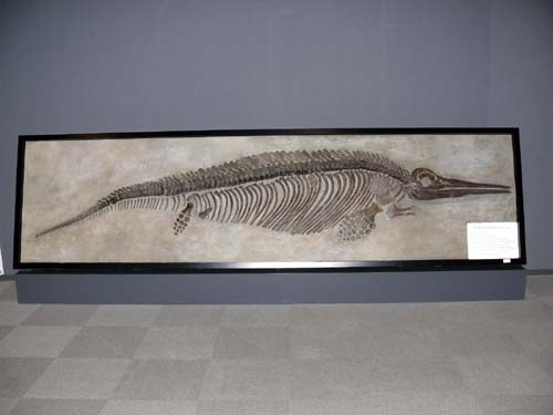 Ophthalmosaurus オフタルモサウルス