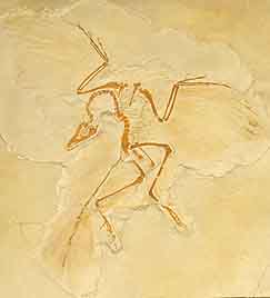 始祖鳥化石レプリカ