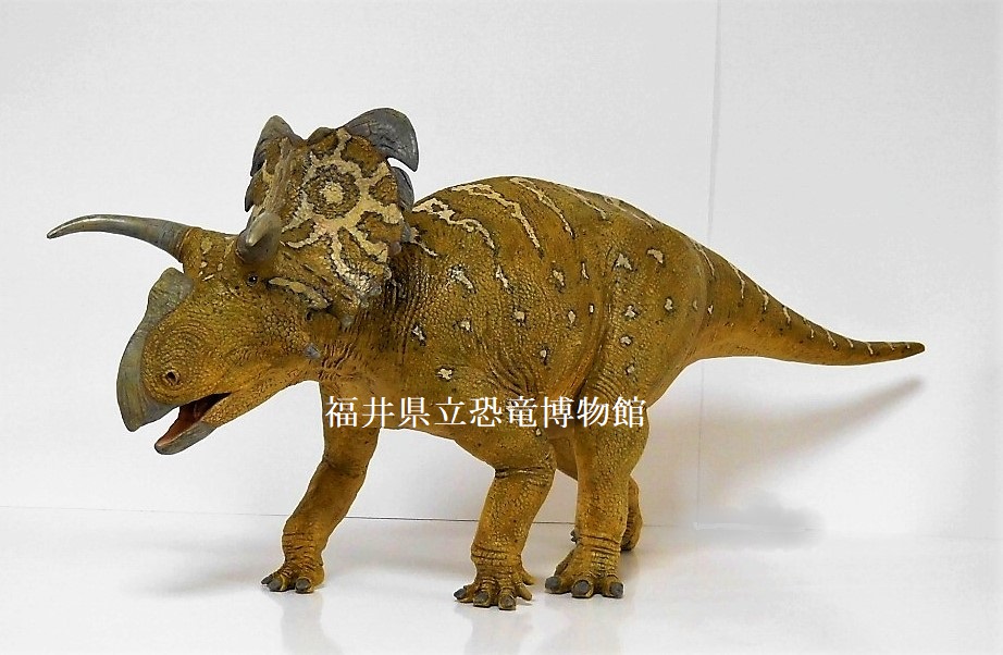 medusaceratops2021.jpg